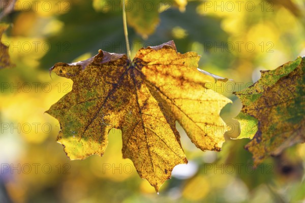 Autumn leaves, Brunn am Wald, Lower Austria, Austria