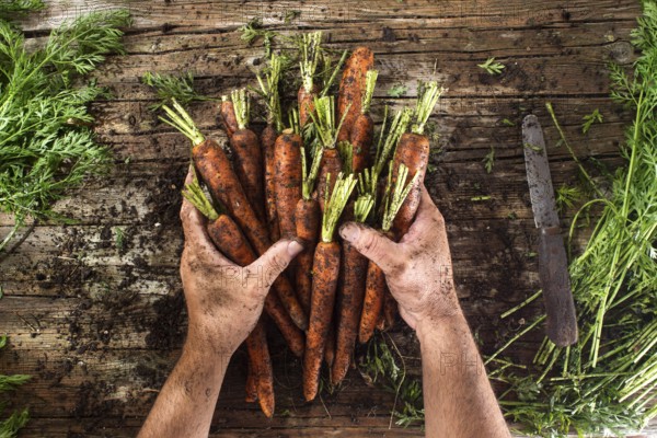 Cleaning and preparation of a bunch of freshly picked carrots