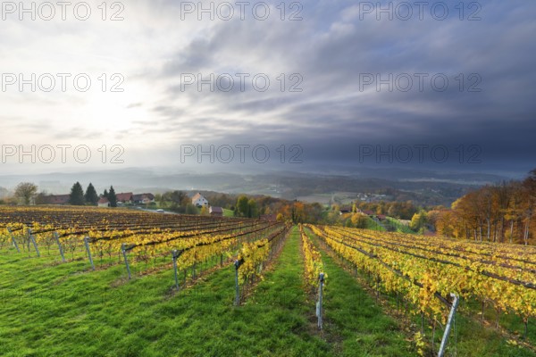 Autumn atmosphere, sunlight breaking through clouds, foliage colouring in the vineyard, St.Andrä-Höch, Sausal, Styria, Austria