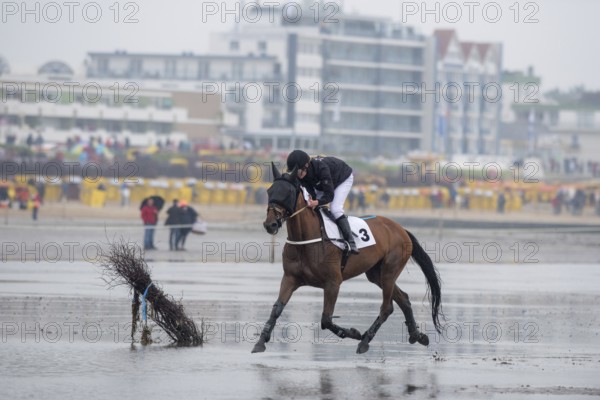 Wadden race in Cuxhaven. Horse race in Cuxhaven