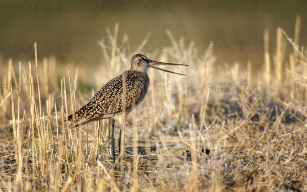 Godwit Bird Prairie in Saskatchewan Canada Wild