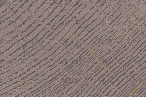 Cut tree stump surface as a background texture