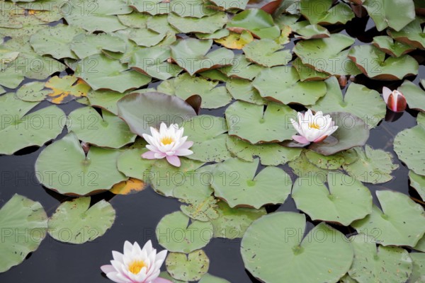 Water lily (Nymphaea), several flowers, Bavaria, Germany