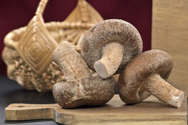 Raw shiitake mushrooms, known for their nutritional and medicinal properties, rest on a cutting board, health food and pharmacological properties, Lentinula edodes