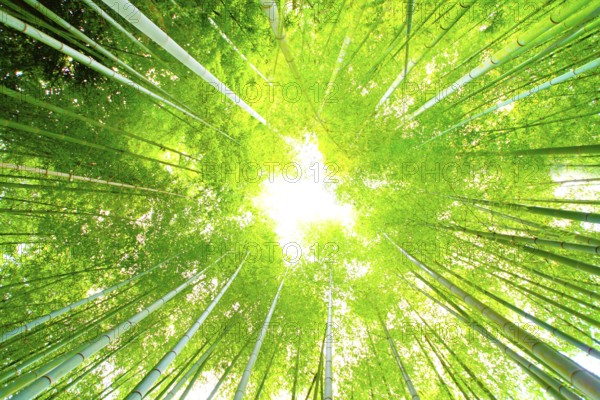 Light that plugs into a bamboo grove. Shooting Location: Kamakura, Kanagawa Prefecture