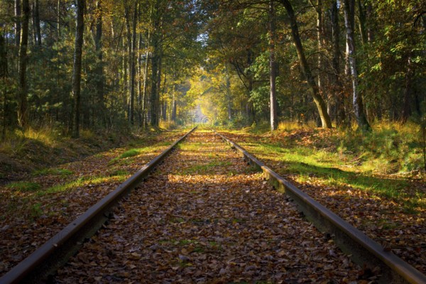 Empty railroad track through the forest in autumn (fall) on a sunny day, vanishing point. Beauty in nature and seasons