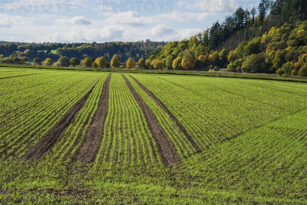 A barley field in October, Wesertal, Weserbergland, Germany