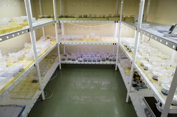 Breeding of rare plants in a biotech laboratory. The plants are dibbled in small plastic buckets