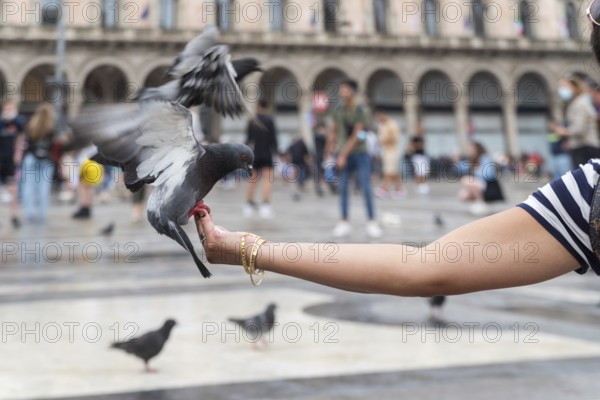 Pigeon balancing on a woman's hand searching for food