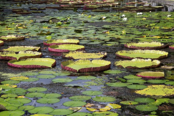 Pond, giant water lilies, Victoria, Victoria plant (Nymphaeaceae), Sir Seewoosagur Ramgoolam Botanical Garden, SSR Botanical Garden, also Pamplemousses Botanical Garden, botanical garden, Indian Ocean, island, Mauritius