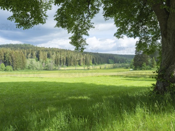 The black forest in Southern Germany offers beautiful landscapes with hills, valleys, meadows, and forests