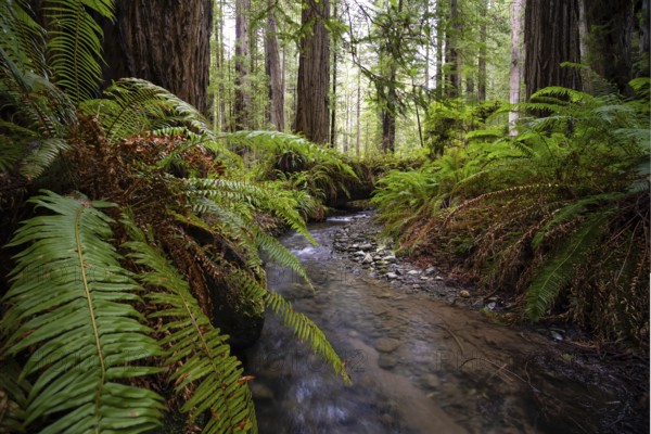 Color image of a redwood forest. Northern California, USA
