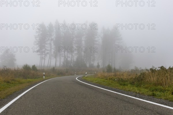 Road through forest with fog