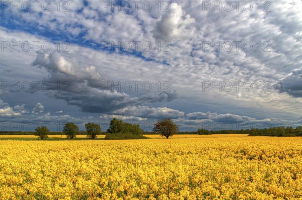 Rapeseed landscape