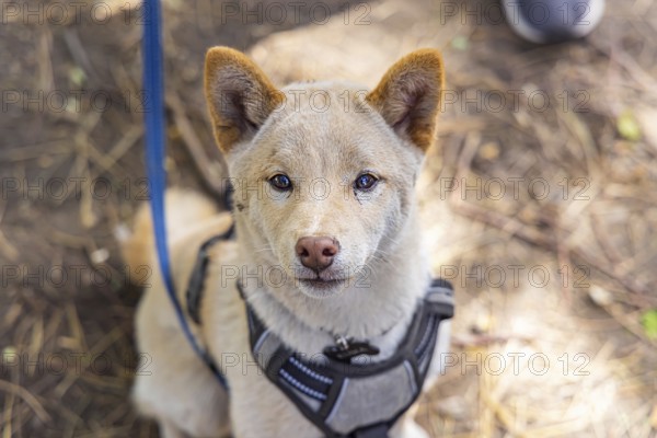 Curious red Shiba Inu puppy is seen up close from above sitting outdoors against a blurry woodland floor with copy space to both sides