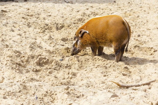 Orange color red river hog digging the sand