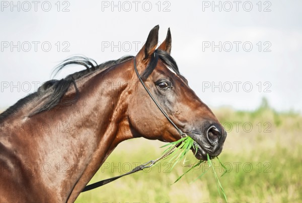 Portrait of wonderful bay sportive stallion in the meadow