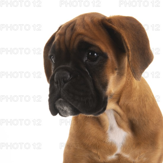 Portrait young boxer puppy on white background