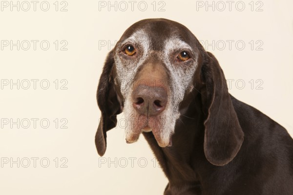 Portrait of old dog with white head on cream background