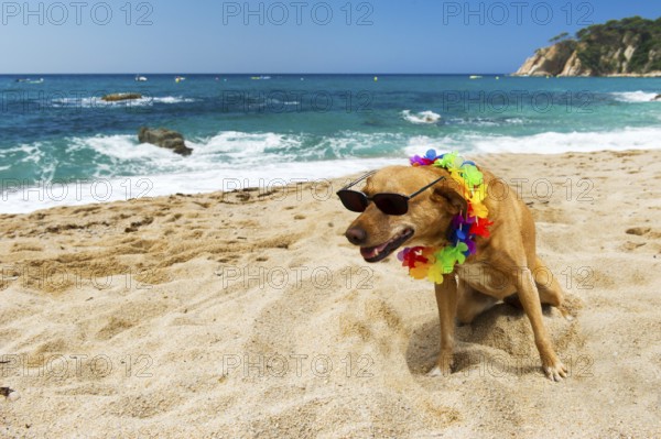 Relaxing dog at the beach with flowers garland
