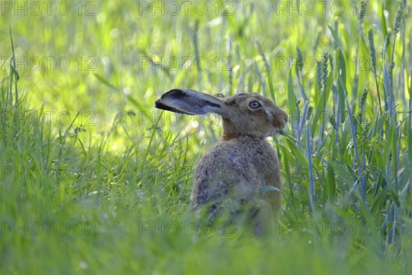 European hare, Lepus europaeus