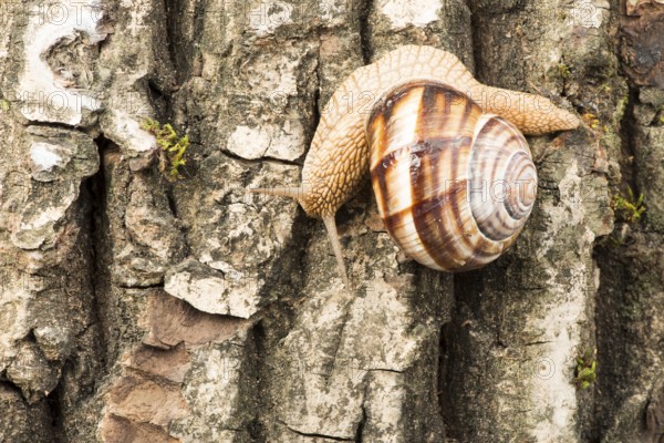 Snail on tree bark. Studio shot