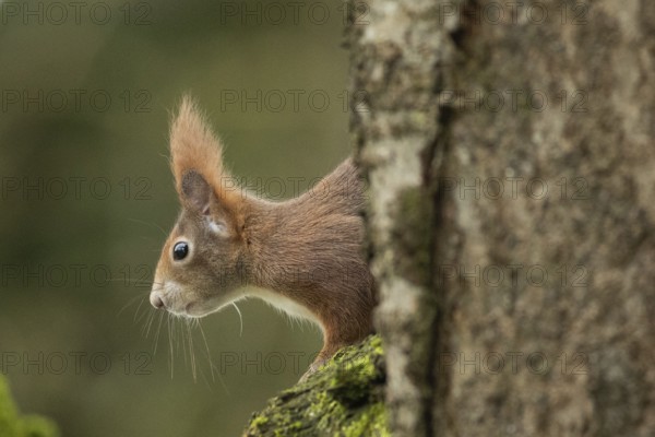 Squirrel sitting on tree trunk looking left