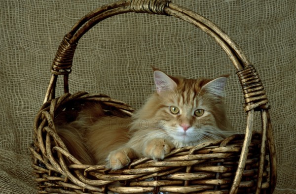 Main-Coone cat red-classic-tabby male, 1 year old