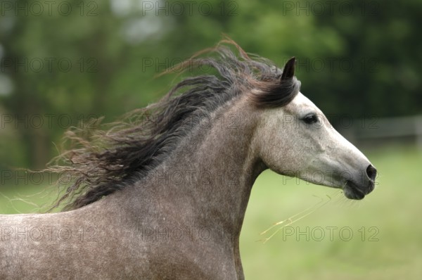 Purebred Arabian, mare at a gallop