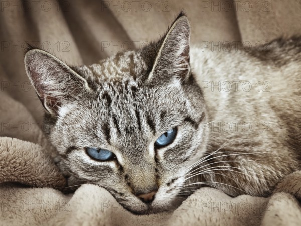 Cat with blue eyes over the beige