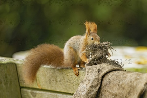 Squirrel biting potato sack in mouth sitting on backrest of wooden bench looking from front diagonally right