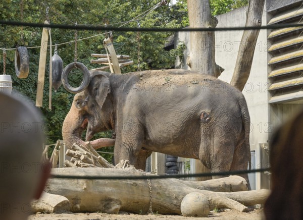 Asian elephant, Wilhelma, Zoological-Botanical Garden, Stuttgart, Baden-Württemberg, Germany