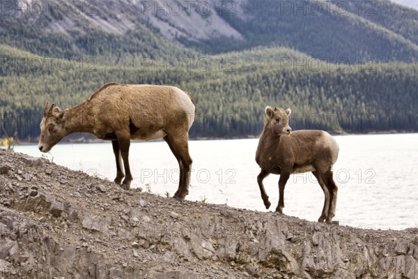 Rocky Mountain Sheep Alberta Canada young kid