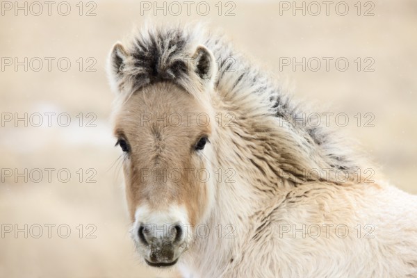 Young Colt Canada Saskatchewan Close Up Winter