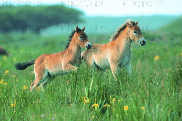 Two Exmoor ponies (Equus ferus caballus), Texel, Netherlands, Federal Republic of Germany