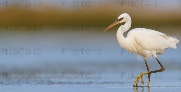Western Reef Heron, Western Reef-Heron, Western Reef-Egret, (Egretta gularis), Garceta Dimorfa, Raysut, Salalah, Dhofar, Oman