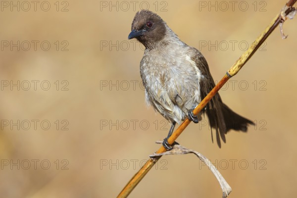 Common bulbul (Pycnonotus barbatus), Garden Bulbul, Bulbul des jardins, Bulbul naranjero, Tendaba camp / Tendaba photo hid, Kwinella, South Bank, Gambia