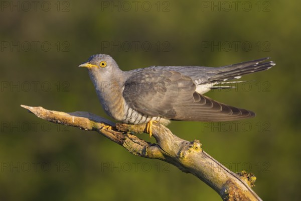 Common cuckoo (Cuculus canorus), Coucou gris, Cuco Europeo, Cuco Común, Ast, branch, Ormoz area, Ormoz, Podravska, Slovenia