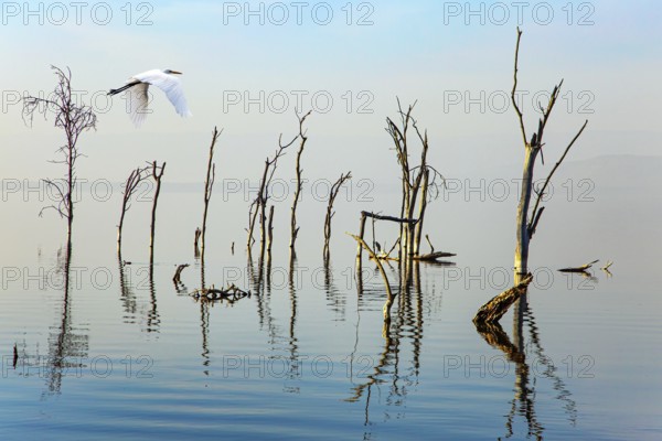 White heron looking out for prey. Gentle sunlight illuminates the half-flooded trees. Journey to the exotic country of Kenya. Lake Nakuru Park in East Africa