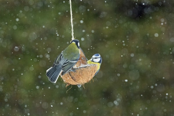 Blue tit hanging on feeding dish next to great tit different seeing with snowflakes