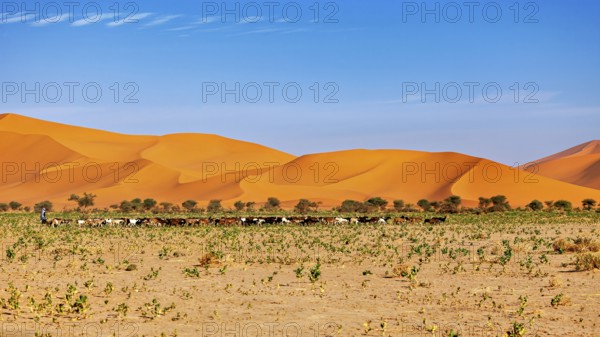 Wide landscape with impressive sand dunes and some trees, vegetation stretches in the foreground, goatherds in the Sahara in Algeria