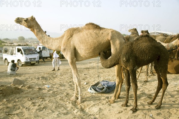 Camel calf drinking mother milk, pushkar, rajasthan, Asia, India