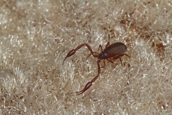Book scorpion (Chelifer cancroides)
