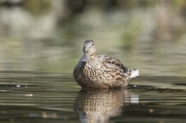 Female shoveler (Anas clypeata)
