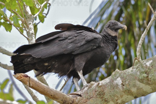 Raven vulture (Coragyps atratus)