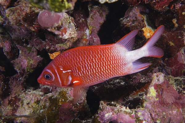 Silver-spotted hussar (Sargocentron caudimaculatum)