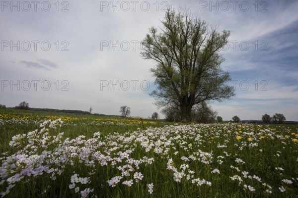 Flower meadow near Öttingen