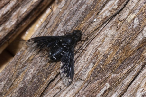 Mourning Weaver (Hemipenthes morio)