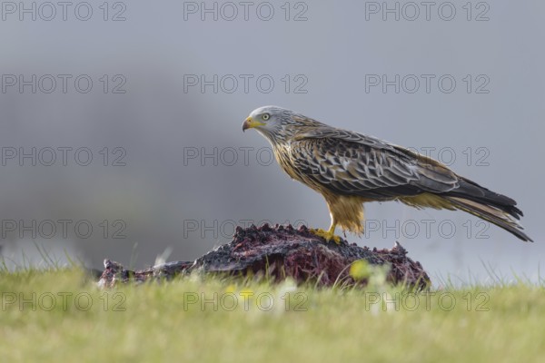 Red kite (Milvus milvus)