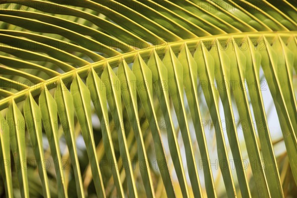 Palm tree frond at Agri, Pune, Maharashtra, India, Asia